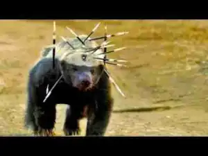 Video: Top 15 MOST Aggressive Animals on Earth